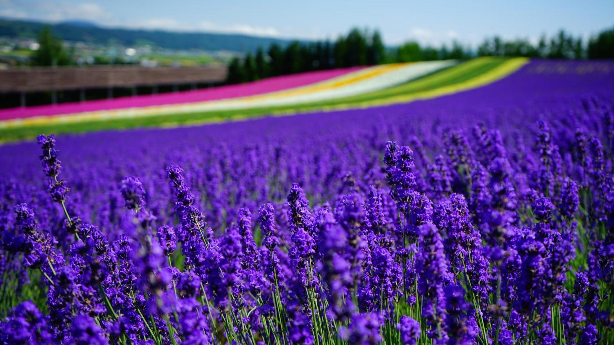 Furano Natulux Hotel Εξωτερικό φωτογραφία